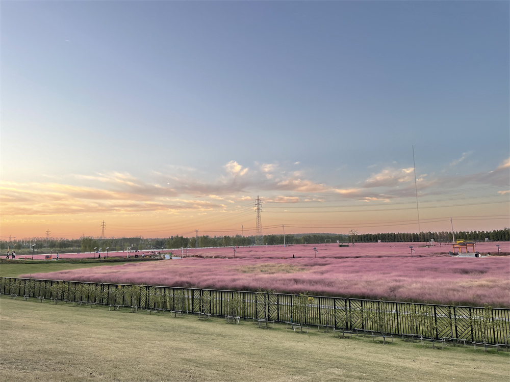 润丰湖花海